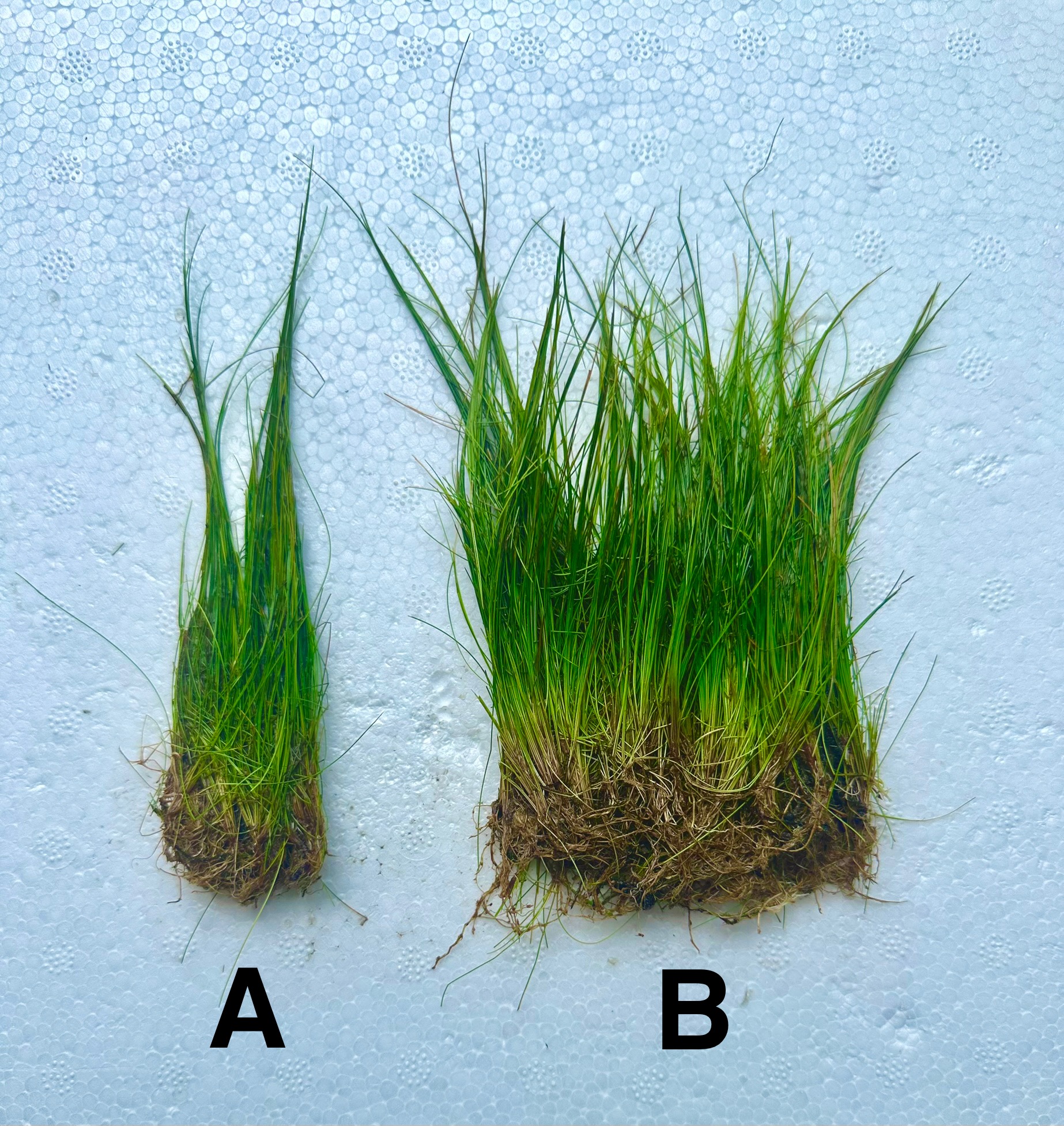 Eleocharis Acicularis Dwarf Hairgrass Mini Hairgrass Aquascape Carpet ...