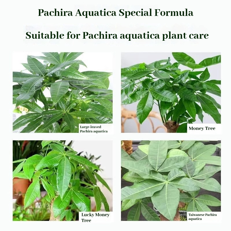 300ml Baja Khas Pokok Wang Money Tree Fertilizer - 发财树专用营养液 | Khas ...