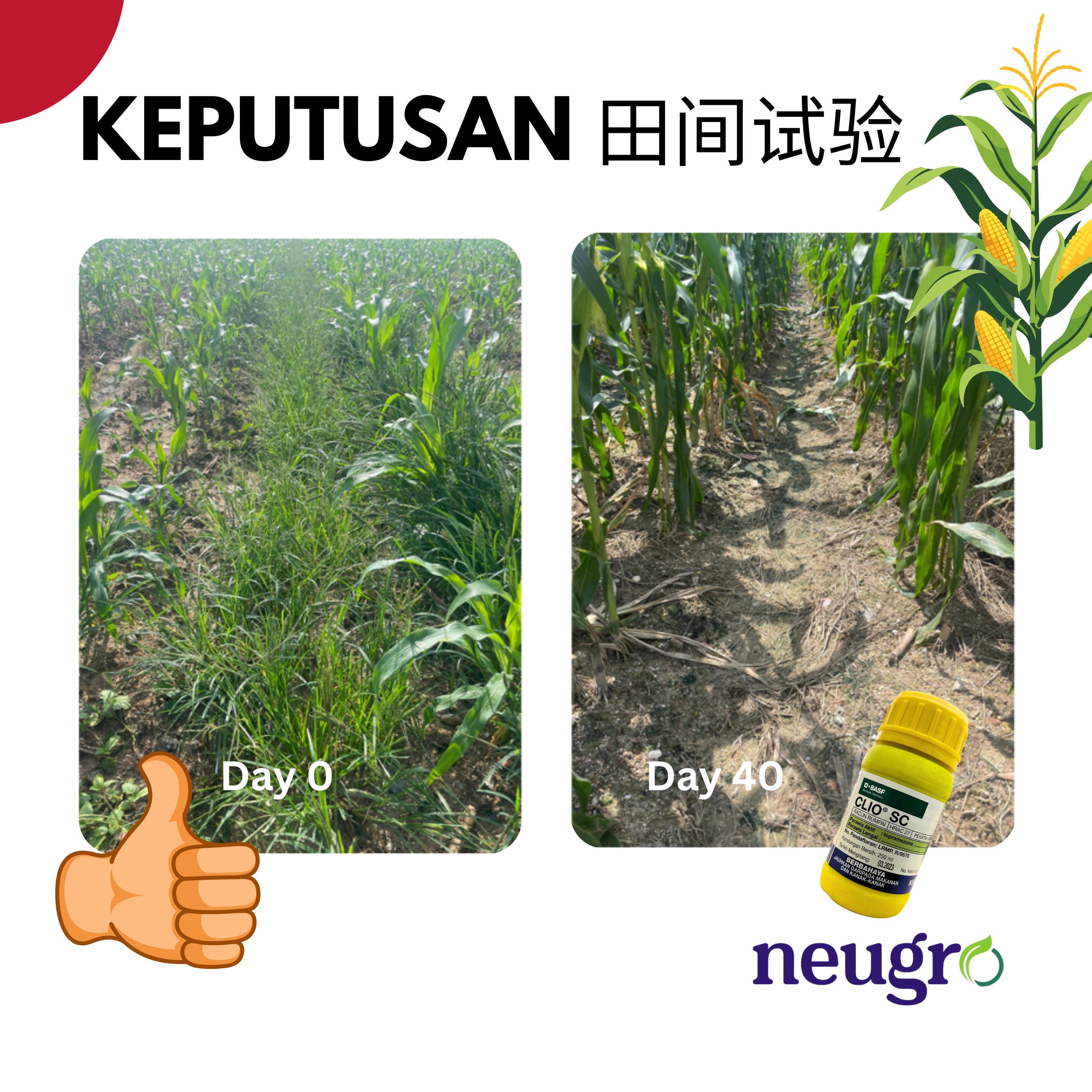 BASF CLIO SC 250ML Topramezone 29.7% Racun Rumpai Sambau Jagung Nanas ...