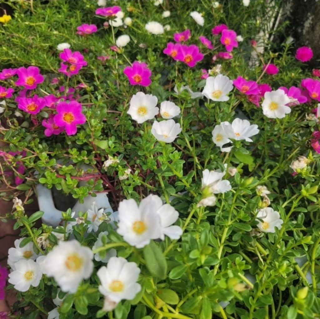 Bunga ros Jepun 12 Cutting/Carnation Duna/九点花/日本玫瑰/Plant | Shopee Malaysia