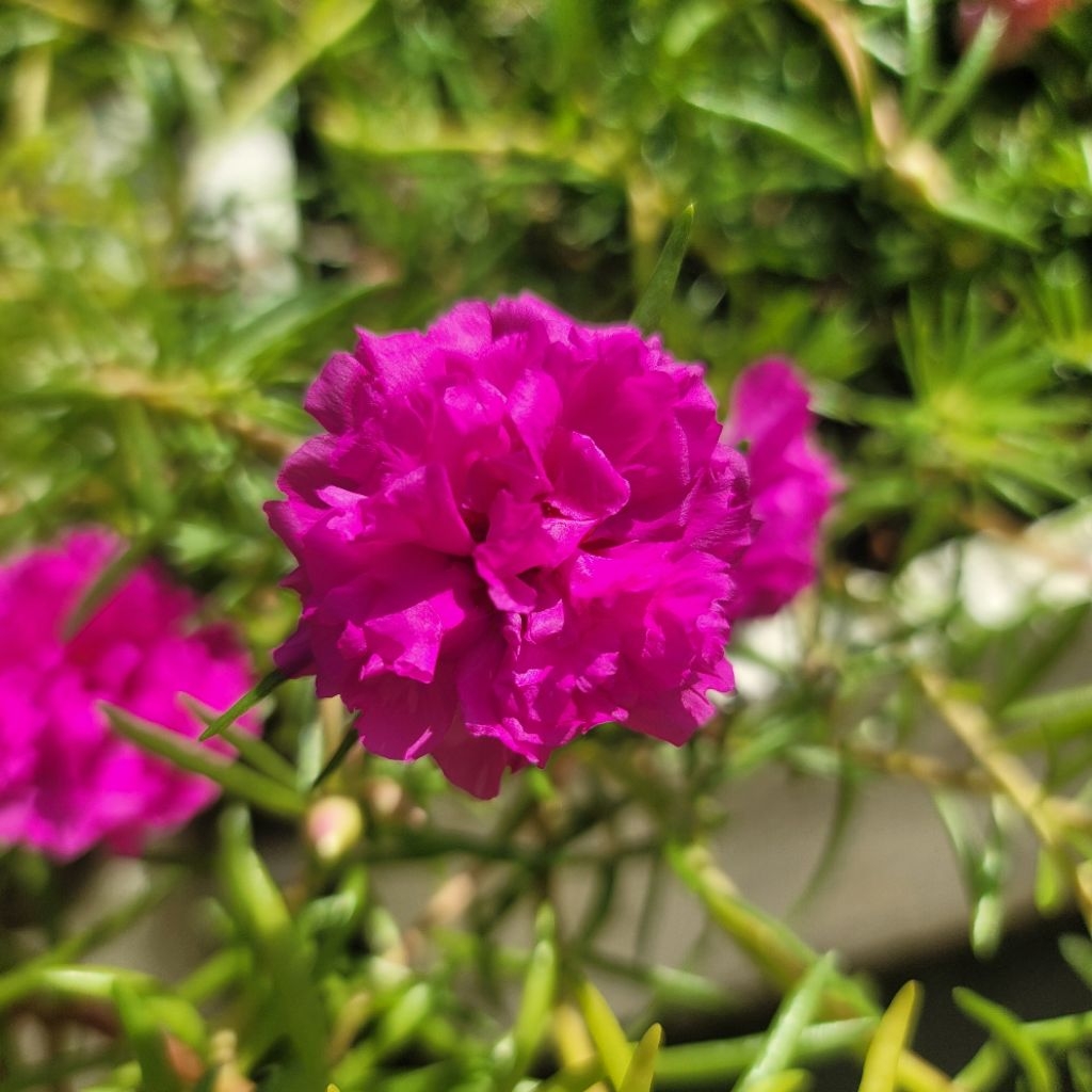 Bunga ros Jepun 12 Cutting/Carnation Duna/九点花/日本玫瑰/Plant | Shopee Malaysia