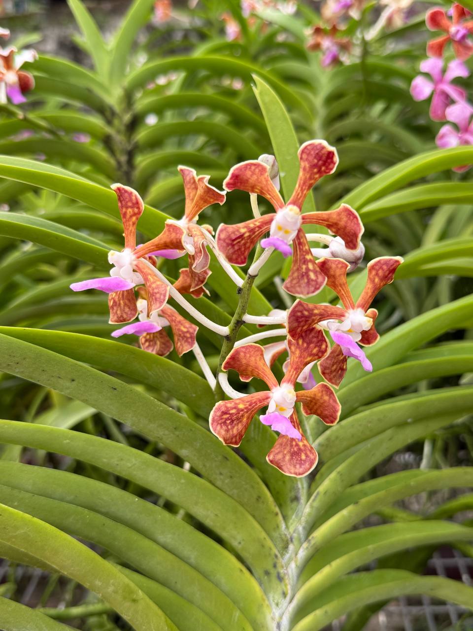 [ Fragrant ] Vanda Tessellata | limbata | perplexa | Hybrid Orchid ...