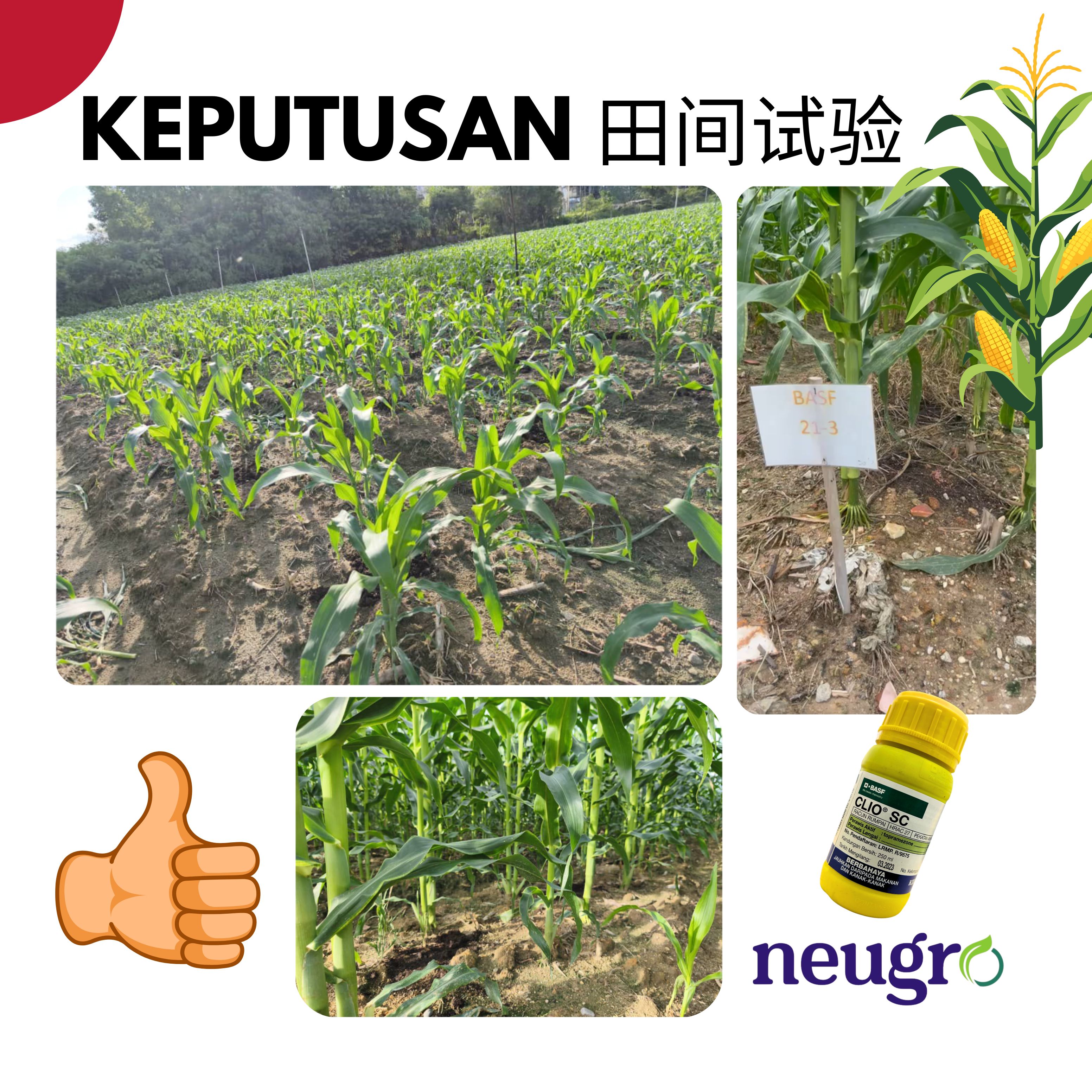 BASF CLIO SC 250ML Topramezone 29.7% Racun Rumpai Sambau Jagung Nanas ...