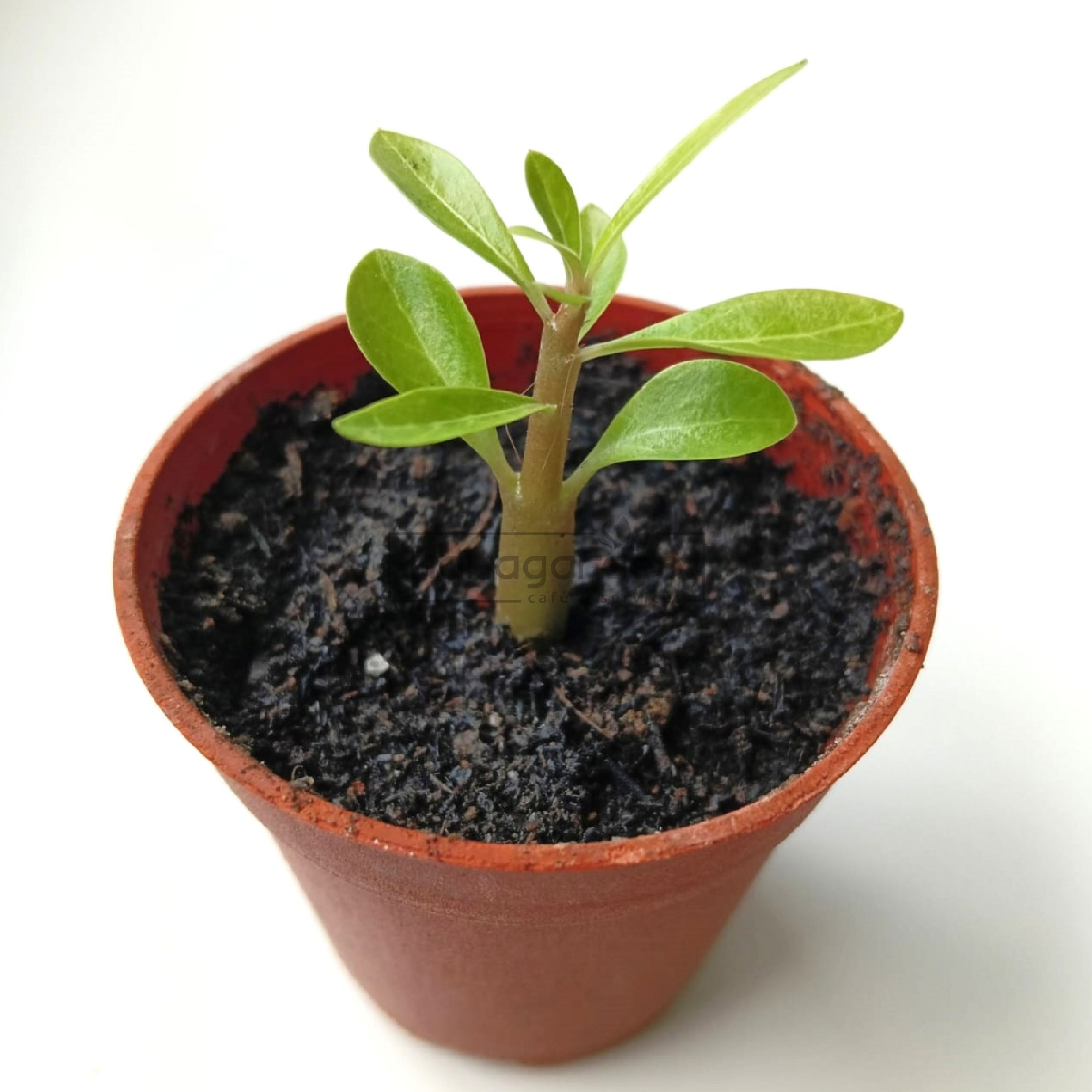 Anak Pokok Adenium/ Baby Adenium Potted Plants/ Bunga Kemboja/ Fortune ...