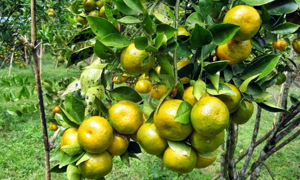 Anak Pokok Limau Madu Langkat | Shopee Malaysia