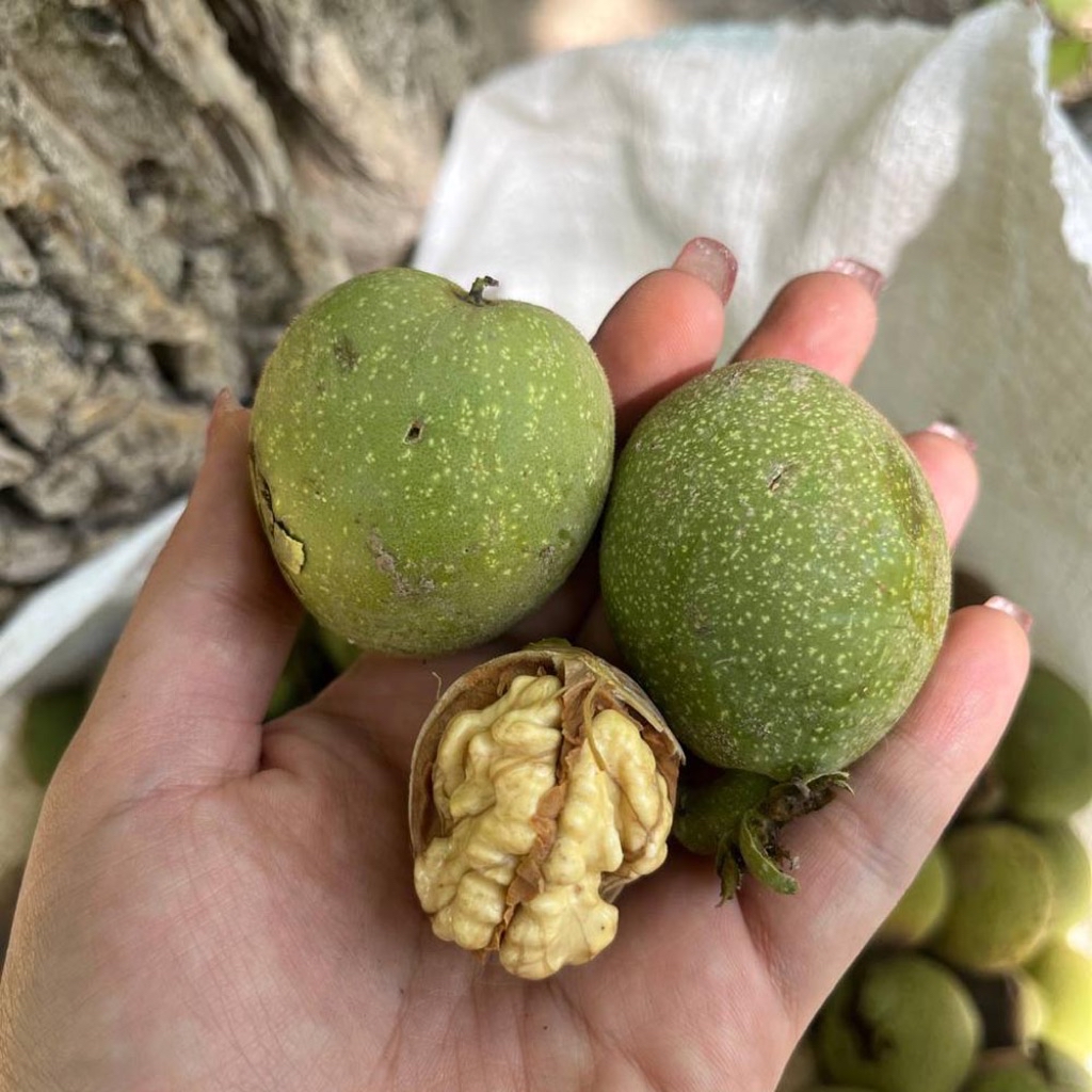 walnut ,Iranian Fresh Walnuts – New Season Harvest,walnut with shell ...
