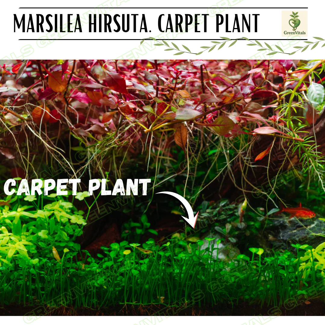 Marsilea Hirsuta Carpet Plant Aquarium Plant Aqua Easy Grow Shopee 