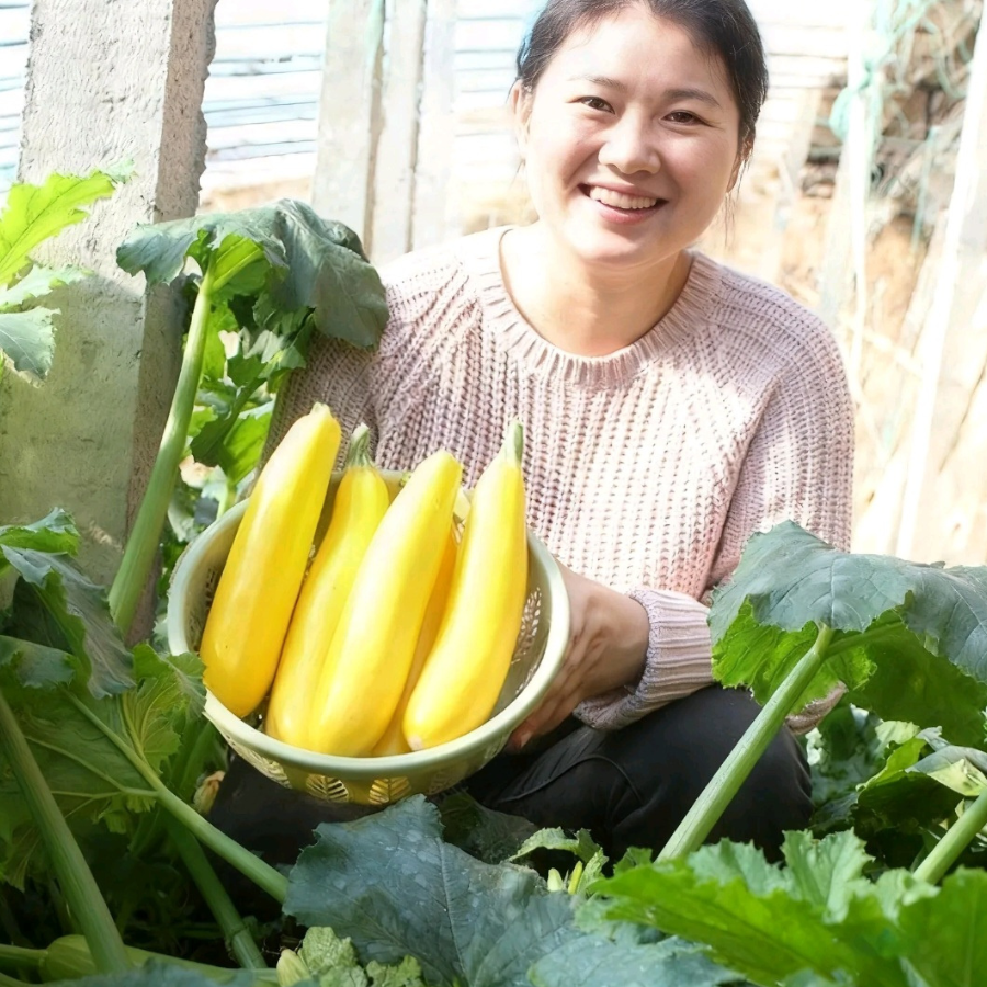 Benih Zucchini Pisang Kuning Kulit Emas Hasil Tinggi Boleh Makan Mentah ...