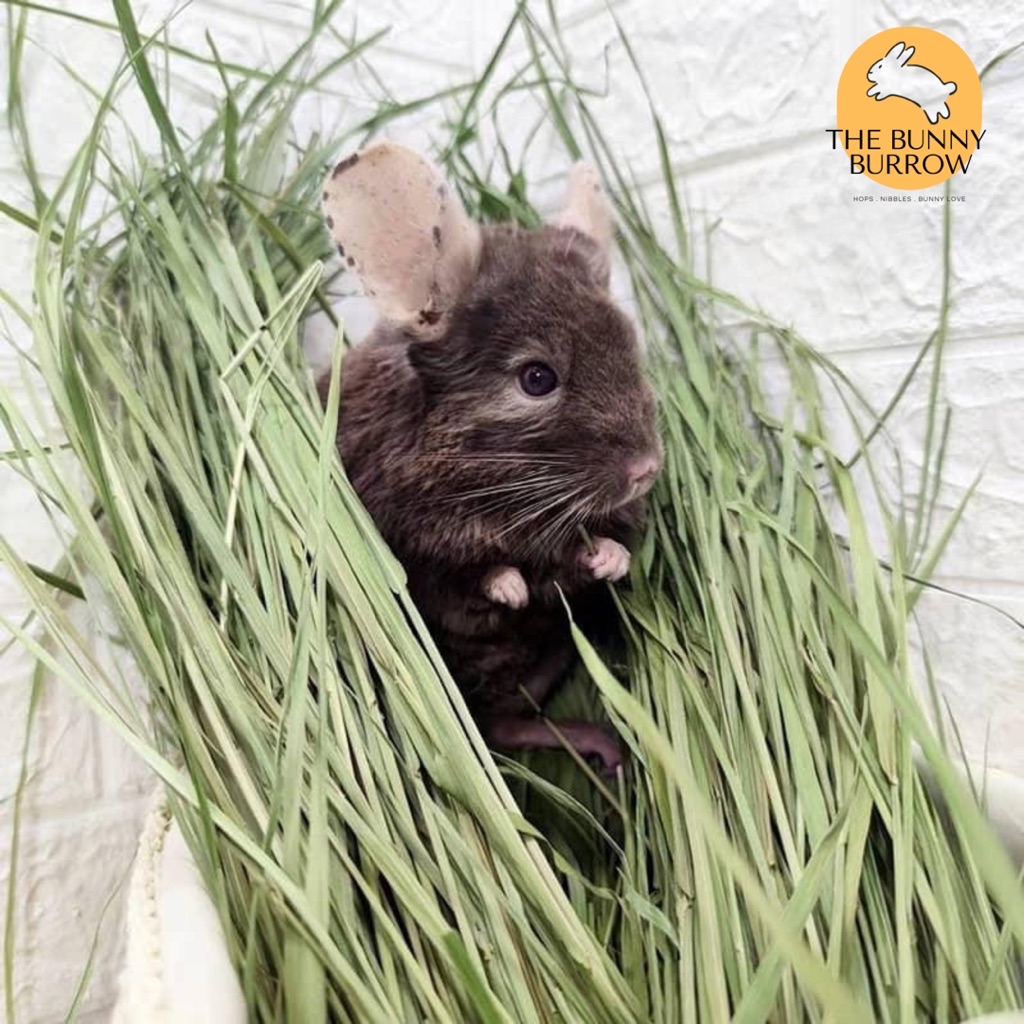 Helda Premium Timothy Hay 1KG Box Hot Air Dried Grass for Rabbit ...