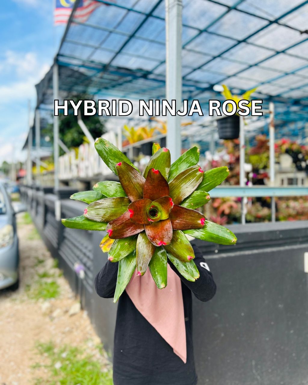 BROMELIAD ID HYRBID NINJA ROSE [SILA BACA DESCRIPTION] | Shopee Malaysia