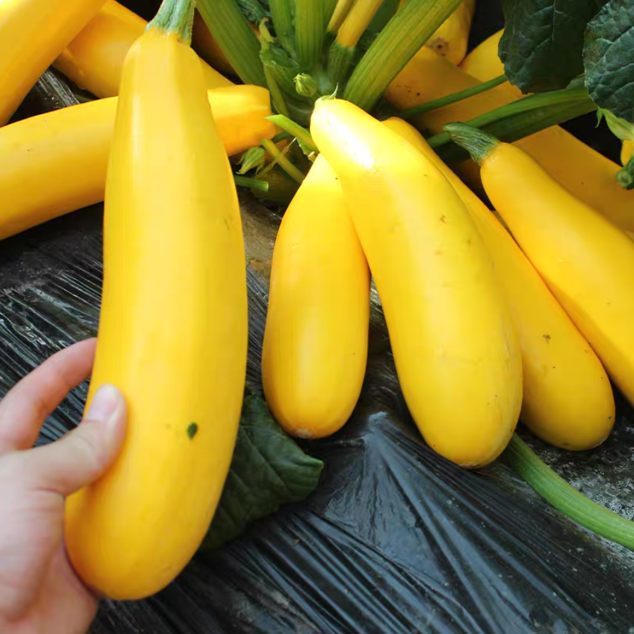 Benih Zucchini Pisang Kuning Kulit Emas Hasil Tinggi Boleh Makan Mentah ...