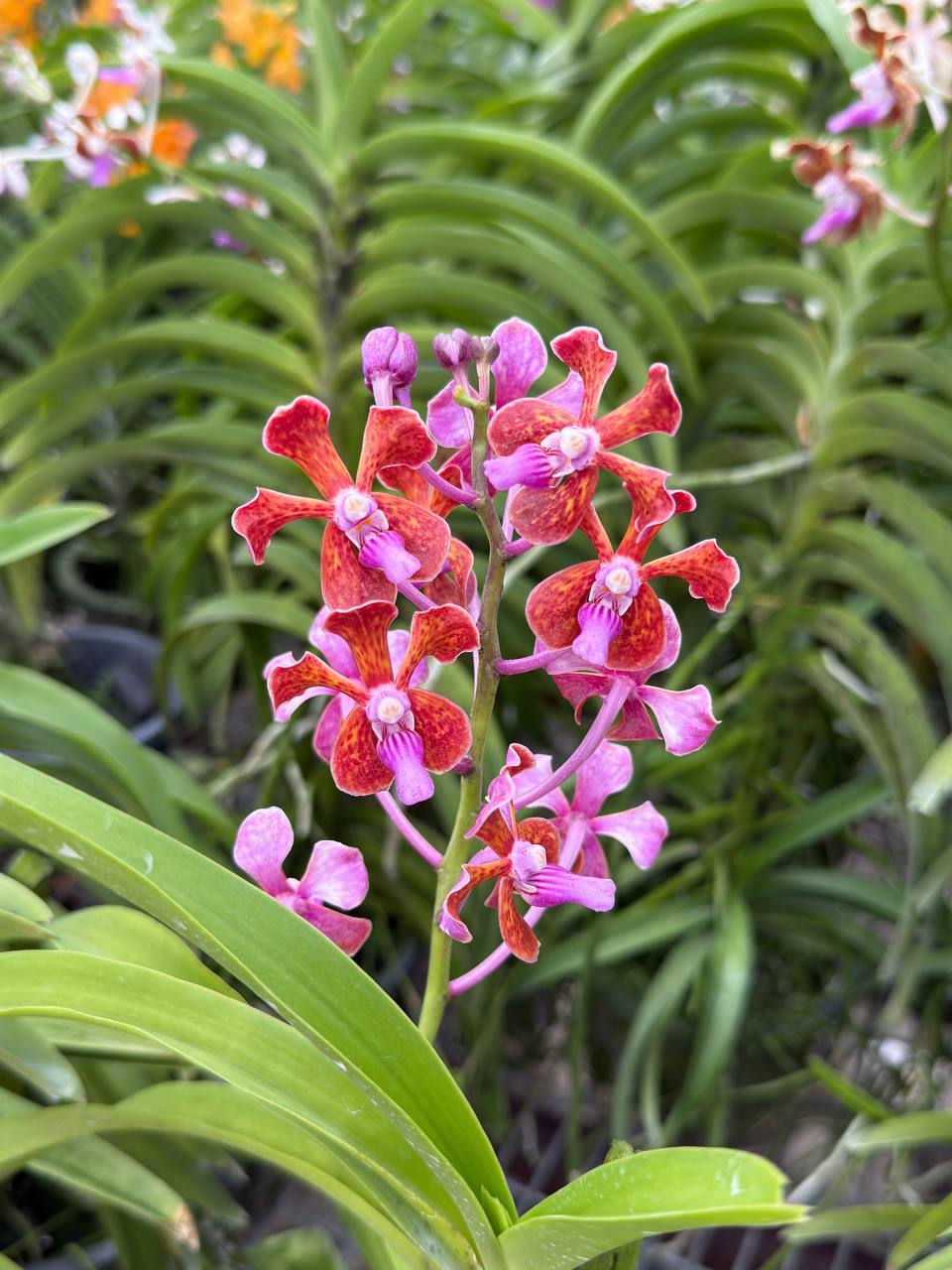 [ Fragrant ] Vanda Tessellata | limbata | perplexa | Hybrid Orchid ...