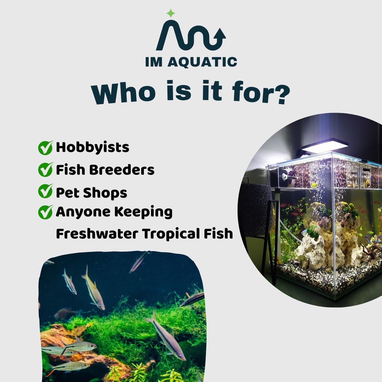 IM AQUATIC Black Water Aquarium Pati Daun Ketapang Betta Guppy Shrimp ...