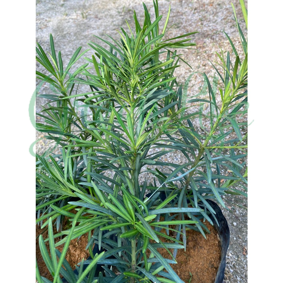 Podocarpus macrophyllus. medium size leaf. 罗汉松. 中叶. 🌿 | Shopee Malaysia