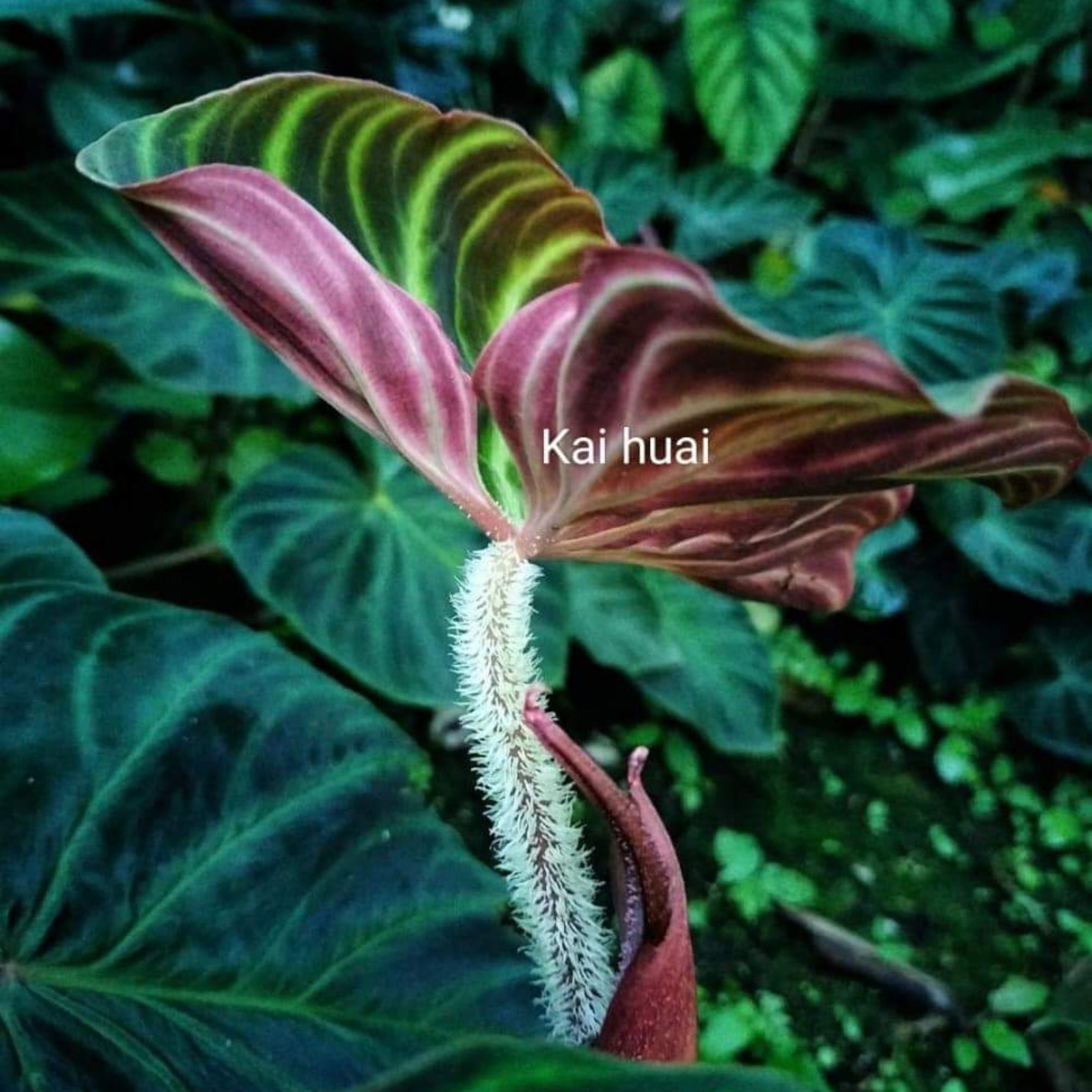 OFFER Philodendron verrucosum 'ESMERALDAS' | Shopee Malaysia