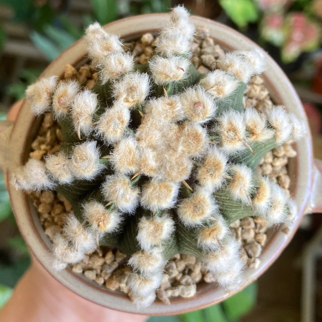 Astrophytum Ooibo Rensei Variegated | Shopee Malaysia