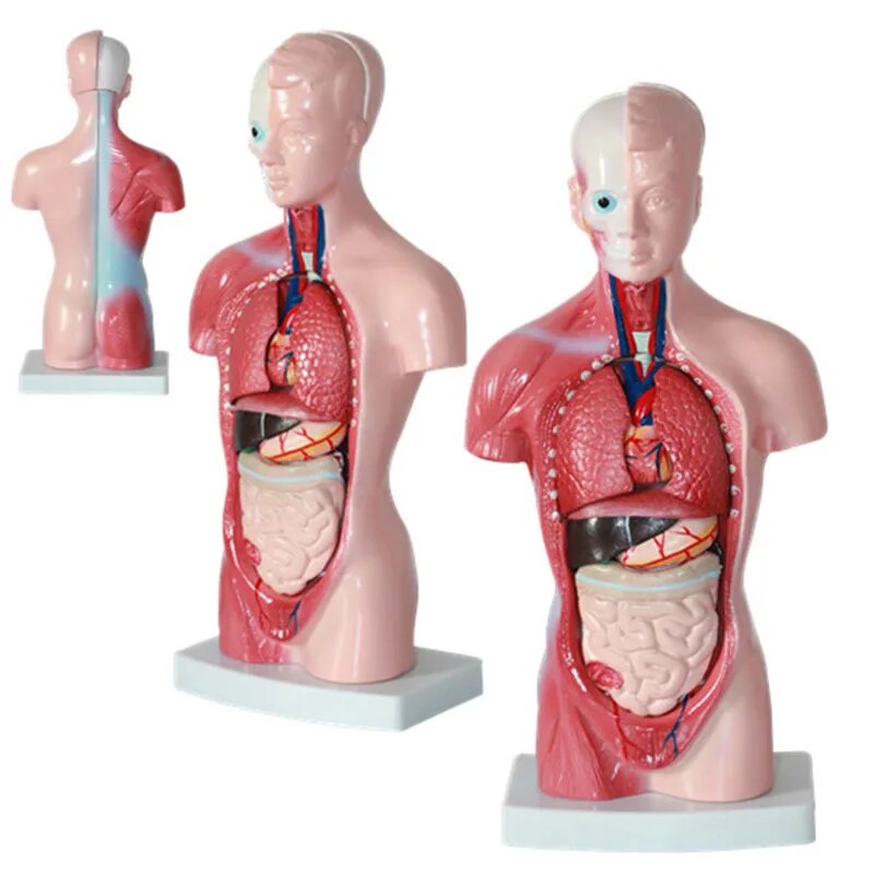 Human Torso Body Model Anatomy Anatomical Medical Internal Organs For ...
