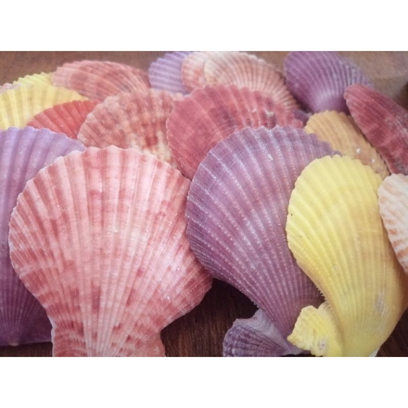 Colored Pectin/Seashell/DIY Project/Aquarium/Collectibles/Decoration/6 ...