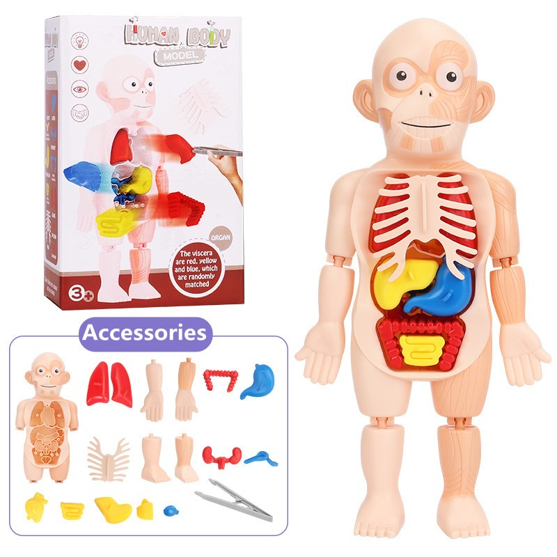 JJTAN 3d human body anatomy body organs toy | Shopee Malaysia