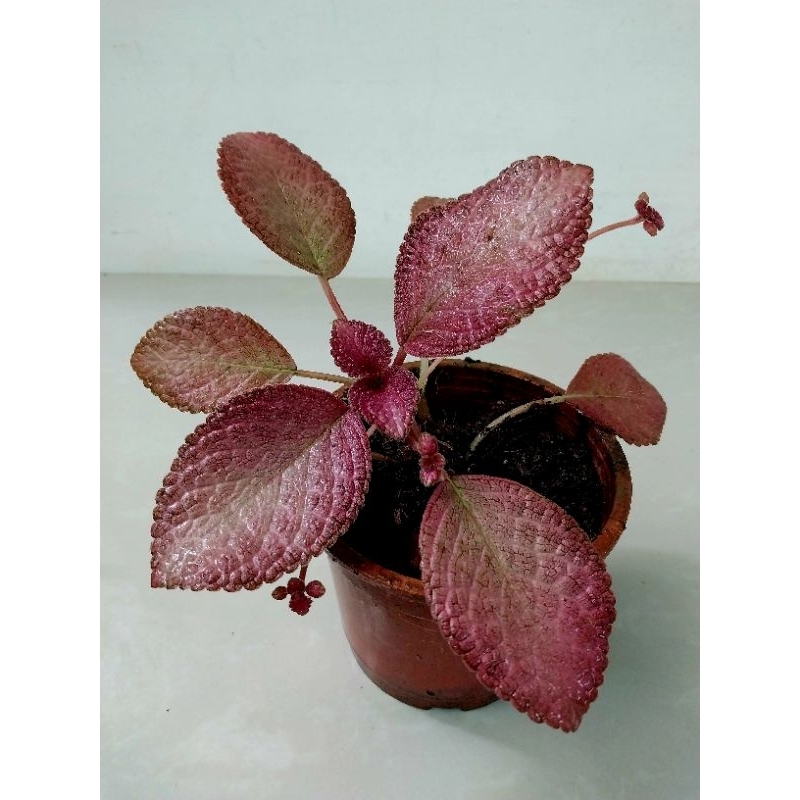 Episcia Thads Pink Flamingo / Pink