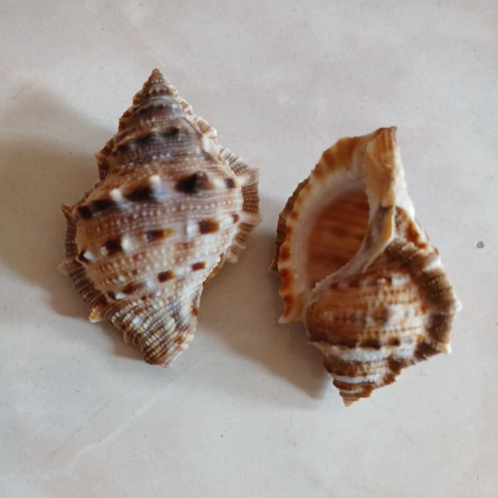 Bursa Rubeta Seashell Extra shell Decorations Aquarium 1.75- 2.5inches ...