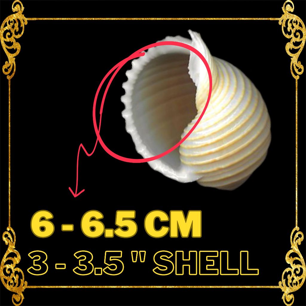 HERMIT CRAB SHELL : Tonna Allium | Costate Tun | Tonna Allium SEASHELLS ...