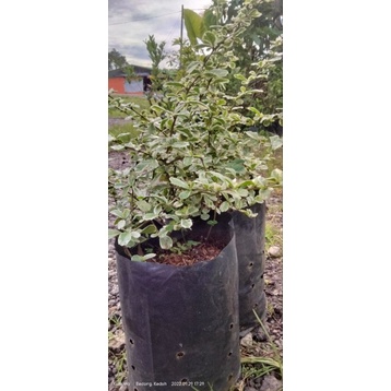 pokok teh batik/ pokok Pagar/ pokok bonsai/ hokkien tea/ carmona retusa ...