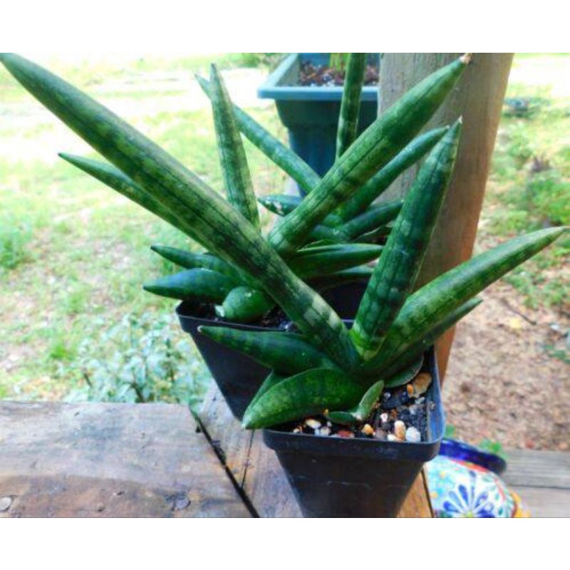 Pokok Sansevieria Starfish pokok snake plant rare tahan lasak | Shopee ...