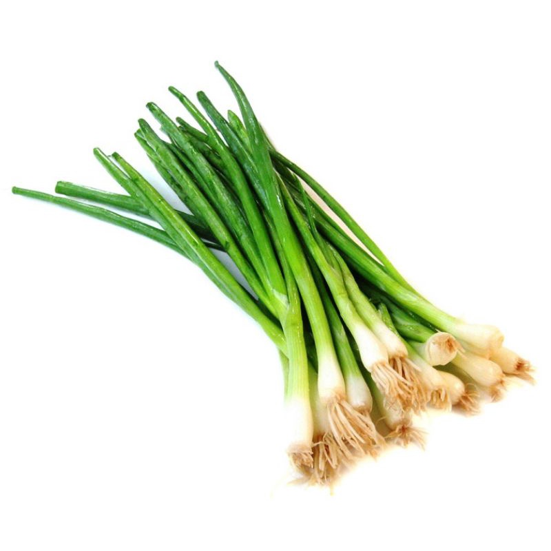 anak pokok kucai (ALLIUM TUBEROSUM) | Shopee Malaysia