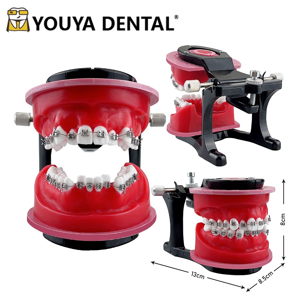 Orthodontic Teaching Model For Dental Technician Practice Training