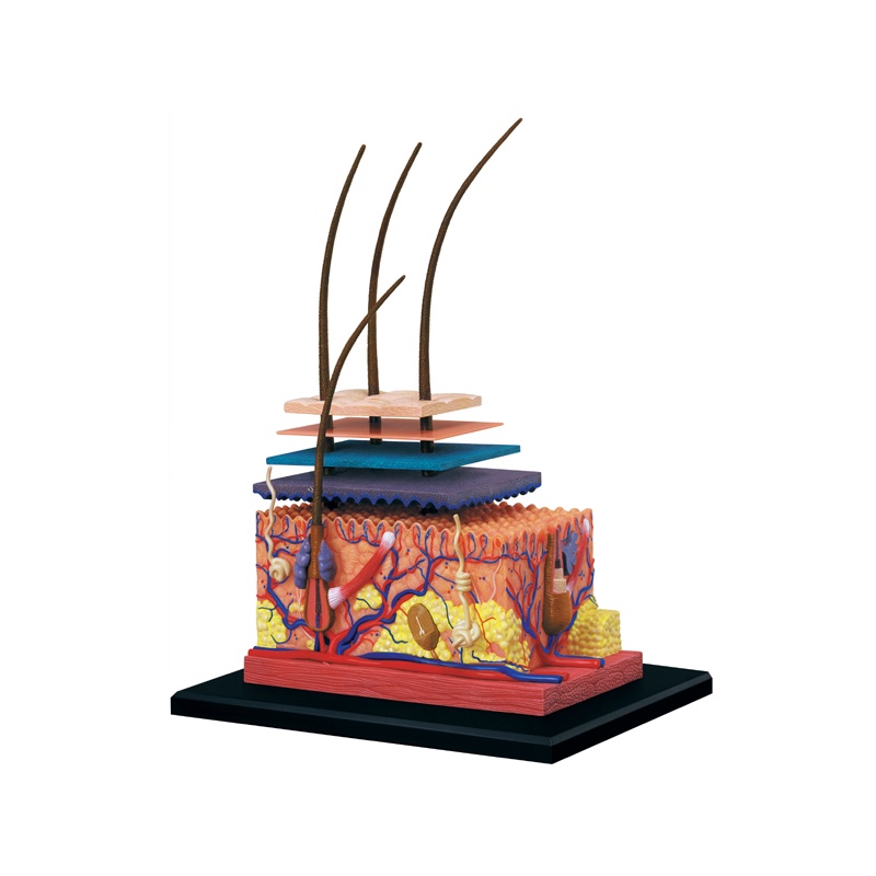 4D MASTER STEM Skin Anatomy Model for Science / Medical Education for