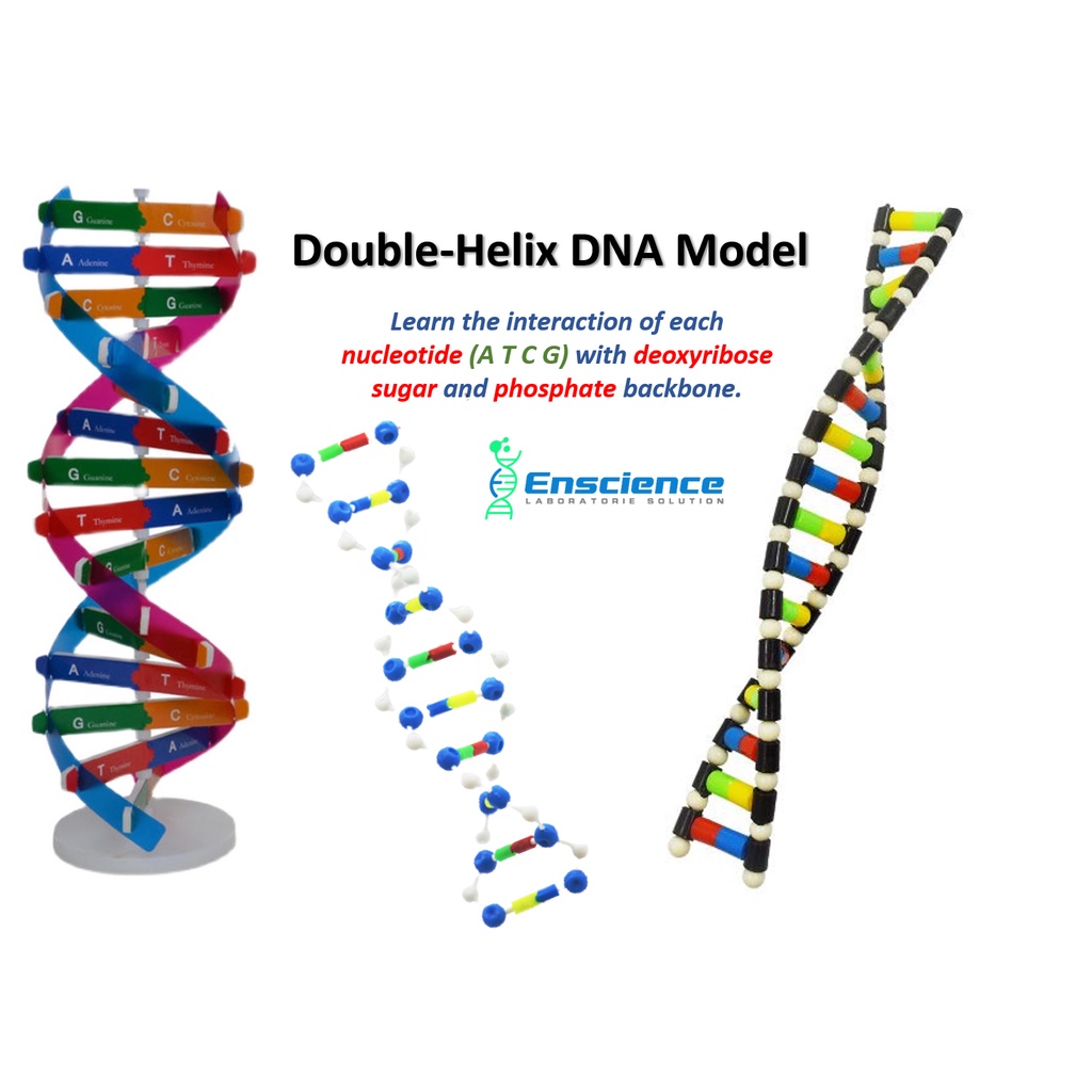DNA Double-Helix Model (STEM) for Sciences PT3 SPM | Shopee Malaysia