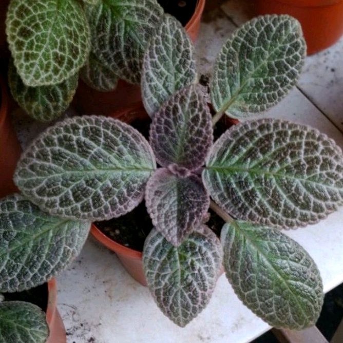 Episcia 