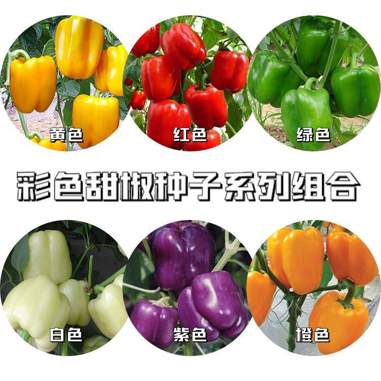 Vegatable Biji Benih Lada Benggala 30 Seeds 灯笼椒籽 Pepper Capsicum