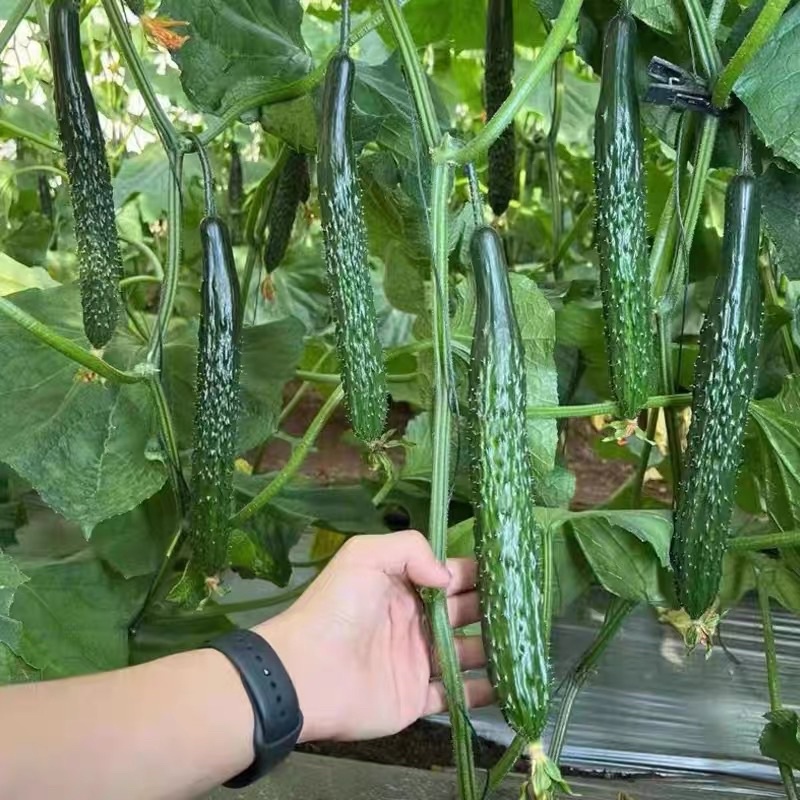 Timun seed japan cucumber 15pcs /日本黄瓜种子 | Shopee Malaysia