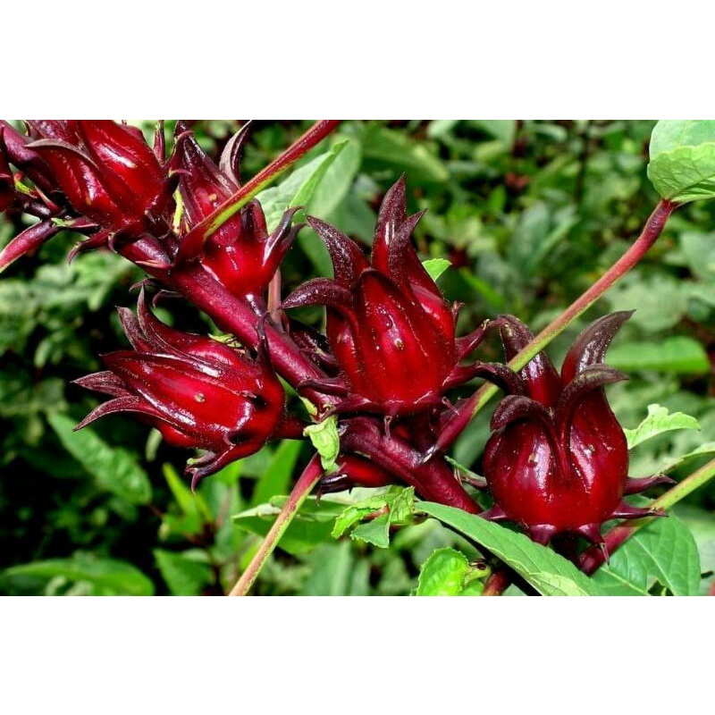 🔥READY STOCK🔥 ROSELLE/Ribena Flower Seeds | Hibiscus sabdariffa | Biji ...
