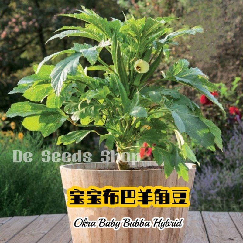 Benih Bendi Baby Bubba Hybrid 5pcs/Okra Seed/宝宝布巴羊角豆种子 Shopee Malaysia