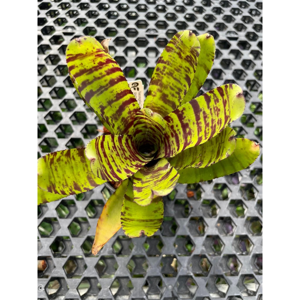 Augustfame - Neoregelia Crazy Rabbit Non Variegated Bromeliad 积水凤梨 ...
