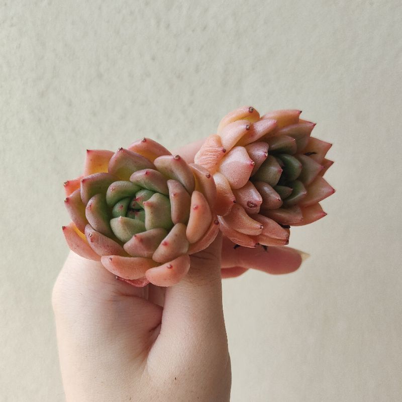 Succulent 多肉- Echeveria Rajoya 拉霍亚(6cm+-) 东云系| Shopee Malaysia