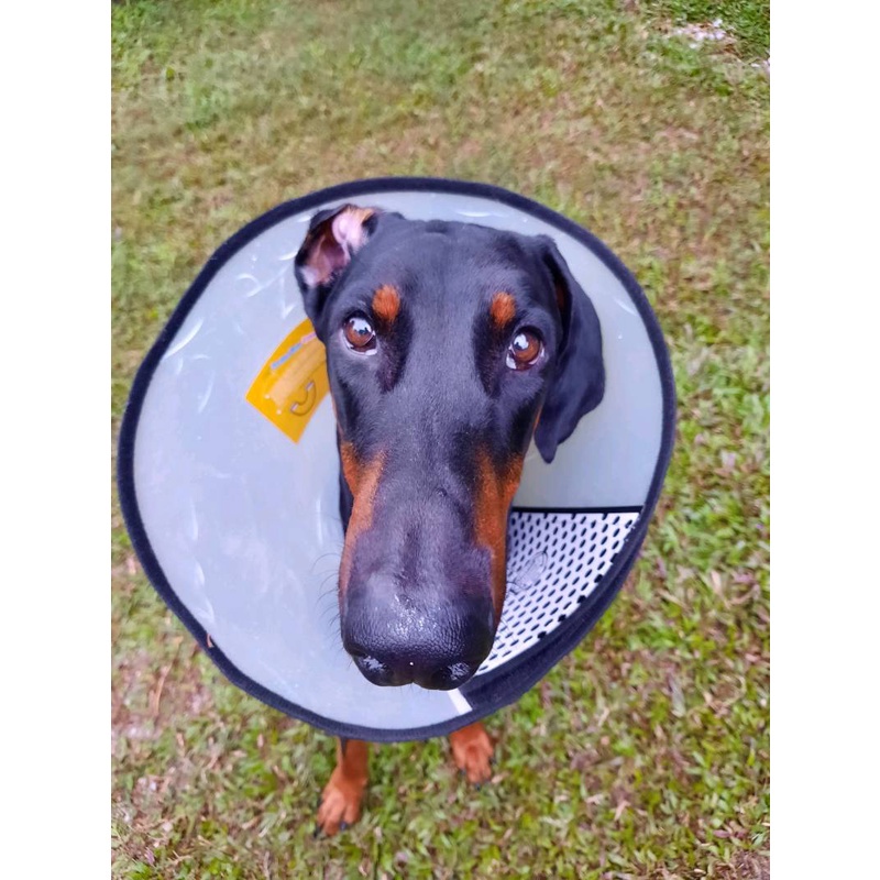 [Koler Leher Kucing] E Collar Cat Cone Collar Elizabeth Collar Cat Head ...