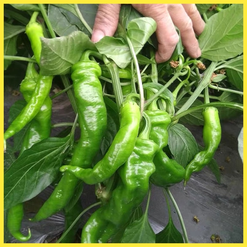 Biji Benih Lada Cili Skru 60pcs ｜ Screw Pepper Seeds ｜ 螺丝椒种子