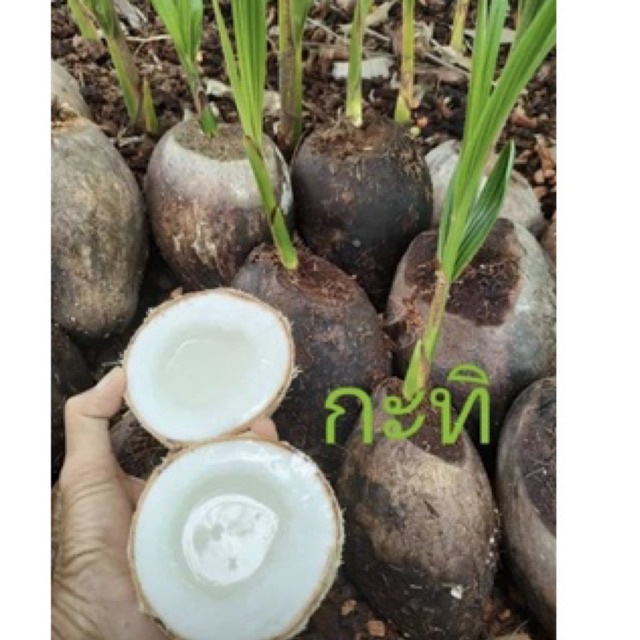 Pokok Hidup Kelapa Jelly dari thailand | Shopee Malaysia