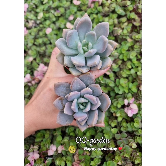 QQ-garden🌷冬美人／东美人Echeveria Laui多肉植物gardening succulent