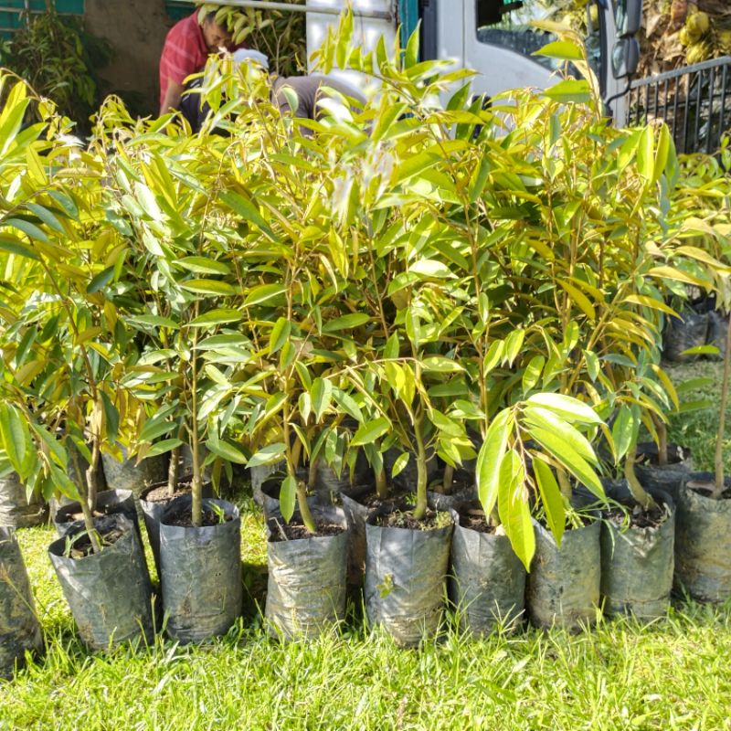 POKOK DURIAN MUSANG KING | Shopee Malaysia