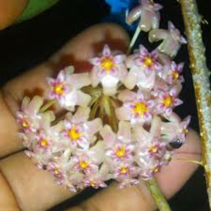 Hoya sp aceh real plant | Shopee Malaysia