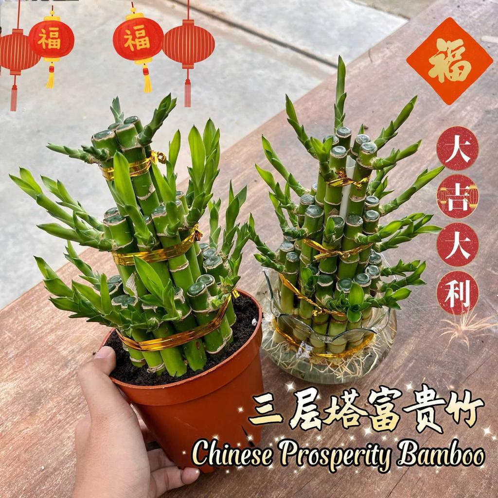 GPS Green Plant Society live plant Chinese Lucky Bamboo Tower 三层