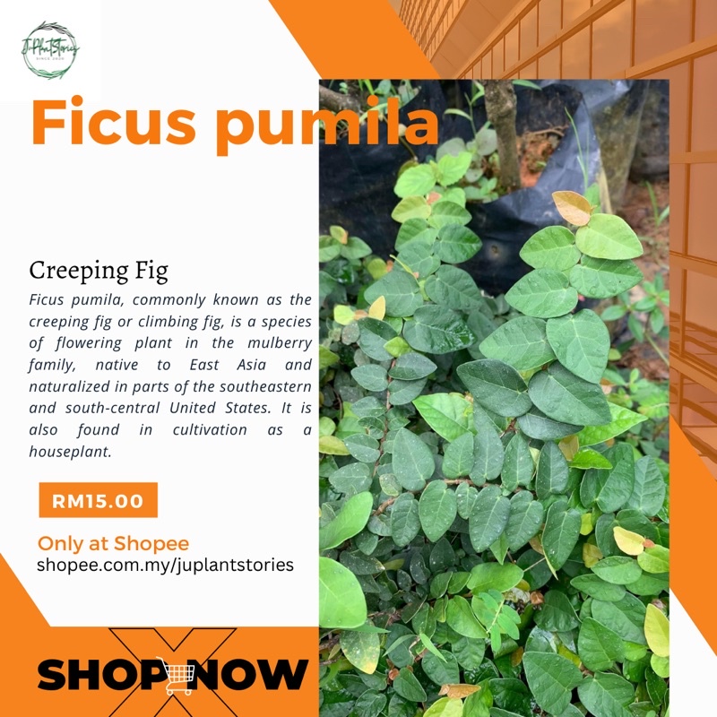 ficus pumila / creeping fig / ara rambat / pokok rambat | Shopee Malaysia