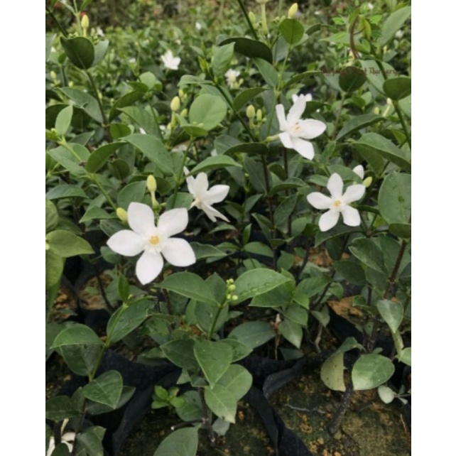  Foto zu Pokok Melur Siam (Thai Jasmine) Rajin Berbunga. Ready Stok pokok sudah 