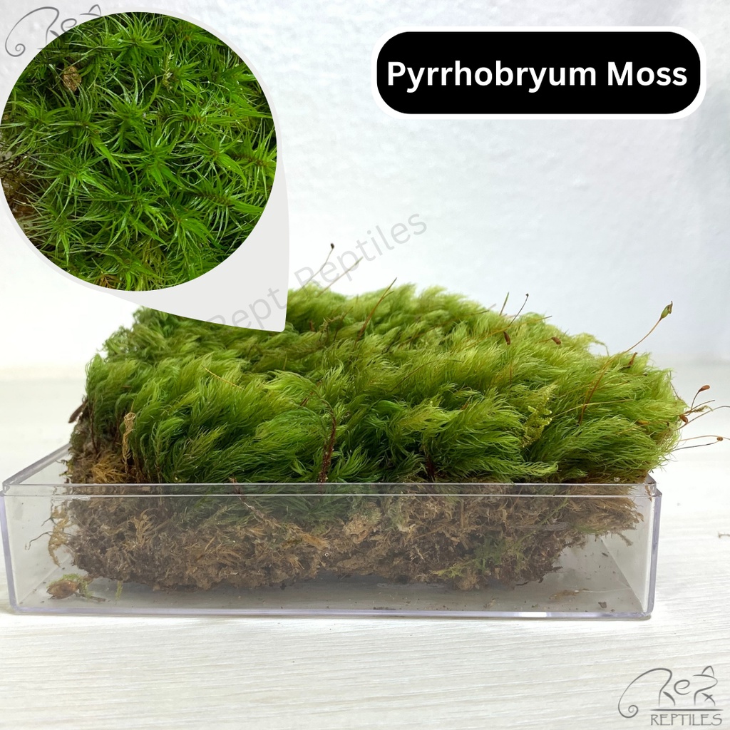 LIVE MOSS / LUMUT HIDUP / Rare Moss / Special Moss ( Terrarium / Moss