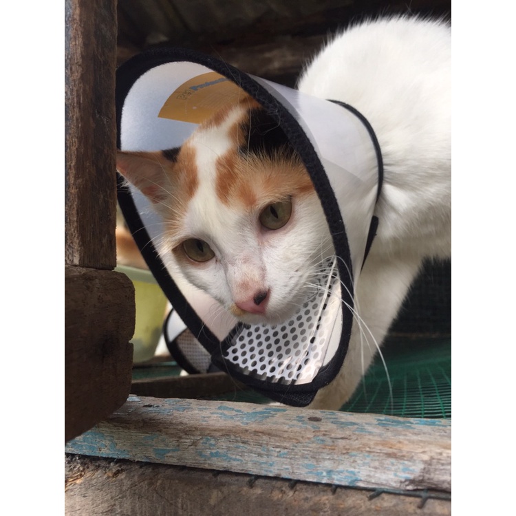 [Koler Leher Kucing] E Collar Cat Cone Collar Elizabeth Collar Cat Head ...